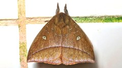 Catacantha ferruginea