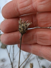 Centaurea comperana