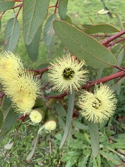 Eucalyptus preissiana