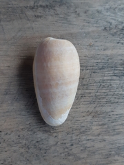 Bullata bullata