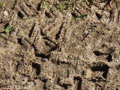 Limnophora obsignata