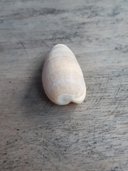 Bullata bullata