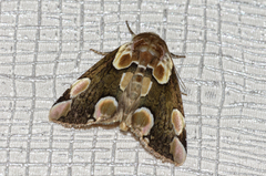Thyatira batis