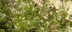 Fumaria parviflora