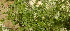 Fumaria parviflora