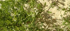 Fumaria parviflora