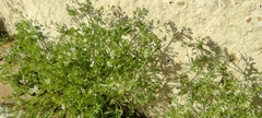 Fumaria parviflora