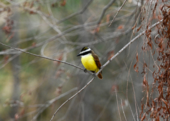 Pitangus sulphuratus