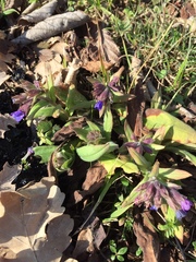 Pulmonaria australis