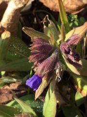 Pulmonaria australis