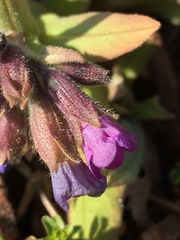 Pulmonaria australis