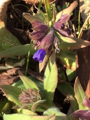 Pulmonaria australis