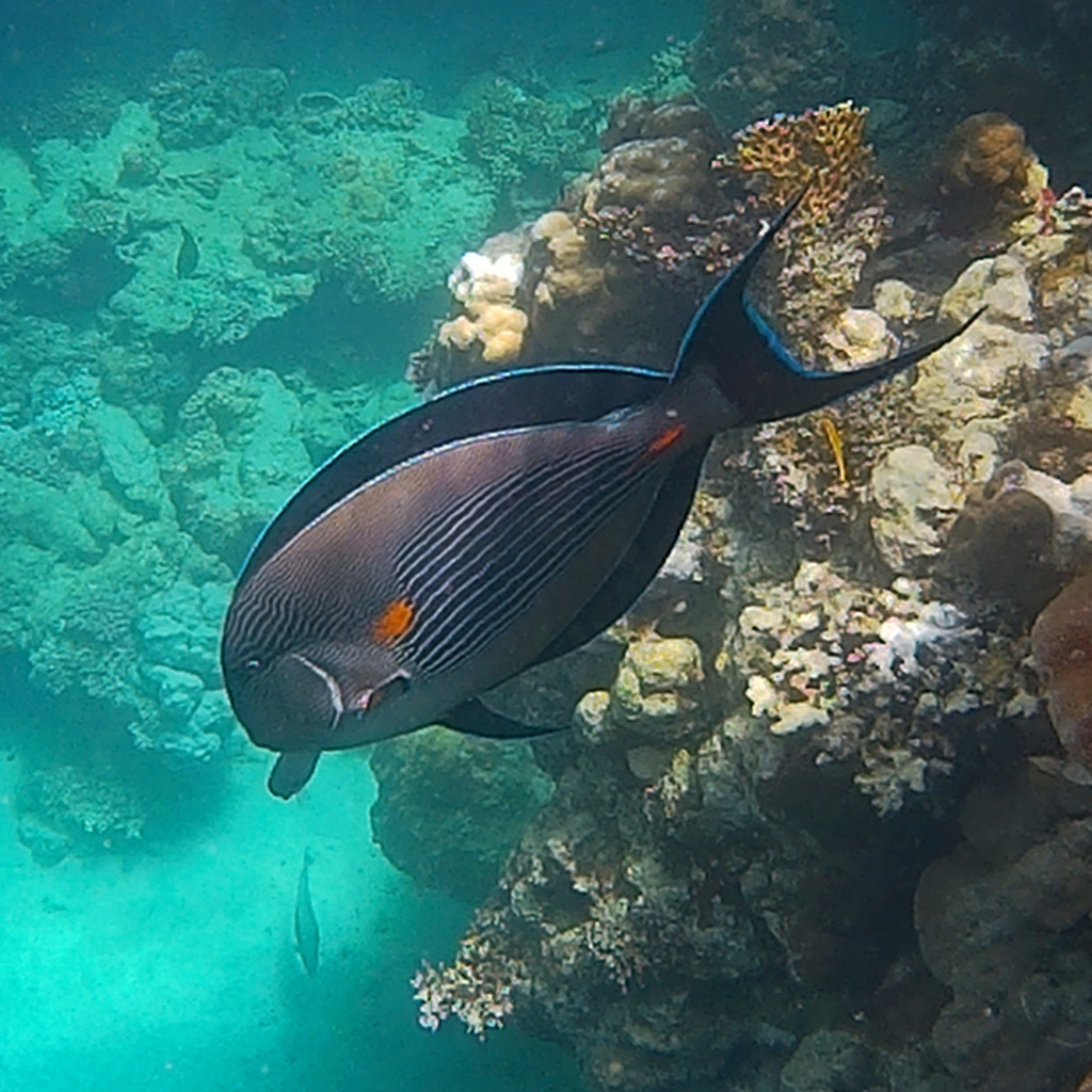Red Sea surgeonfish