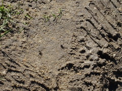 Limnophora obsignata