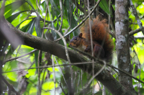 Northern Amazon Red Squirrel