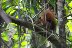 Sciurus igniventris