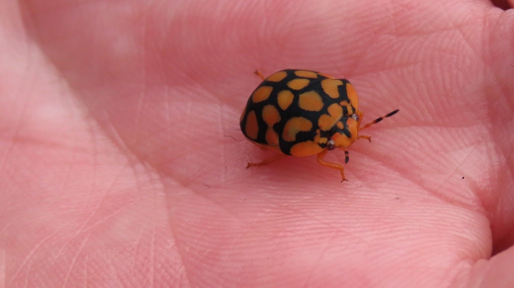 Ladybird bug from Rangeview, Krugersdorp, 1739, South Africa on