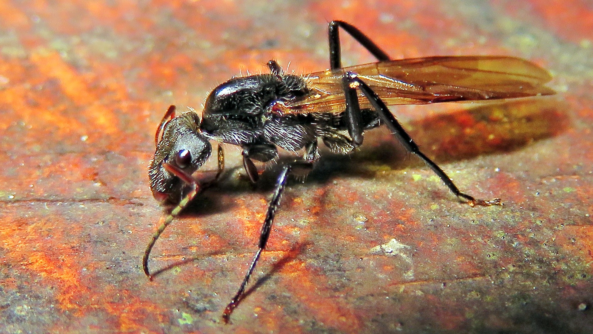 Camponotus depressus