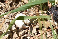 Rhodanthidium septemdentatum