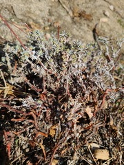 Eriogonum thurberi