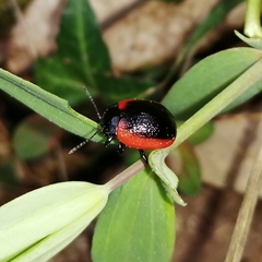 Chrysolina mactata