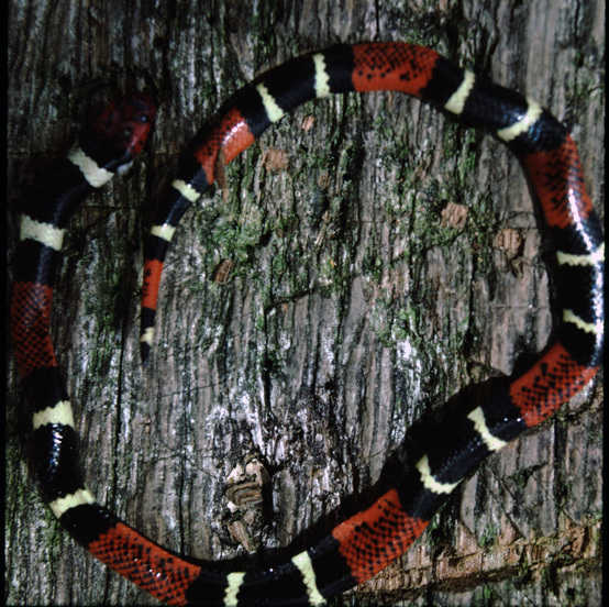 Natterer's Coral Snake