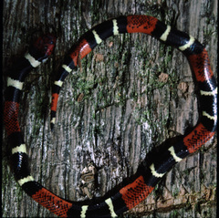 Micrurus nattereri
