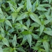 Persicaria odorata - Photo (c) Lek Khauv, μερικά δικαιώματα διατηρούνται (CC BY), uploaded by Lek Khauv
