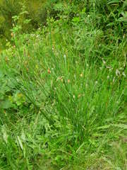Hypochaeris radicata