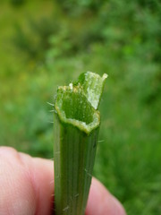 Hypochaeris radicata