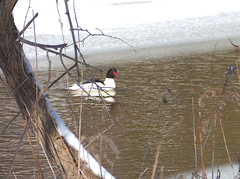 Mergus merganser