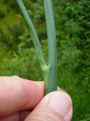 Hypochaeris radicata