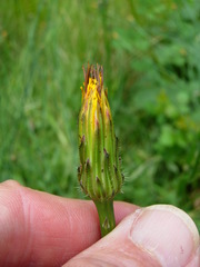 Hypochaeris radicata