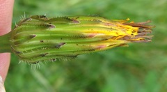 Hypochaeris radicata