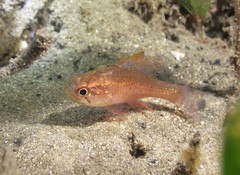 Vincentia novaehollandiae