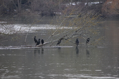 Phalacrocorax carbo