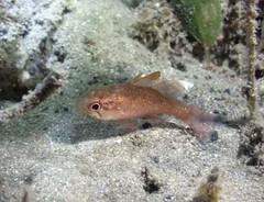 Vincentia novaehollandiae