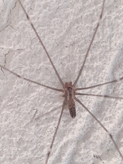 Smeringopus pallidus
