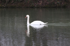 Cygnus olor