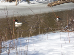 Mergus merganser