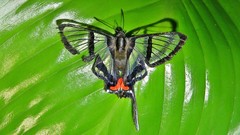 Chorinea heliconides