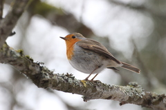 Erithacus rubecula