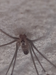 Smeringopus pallidus