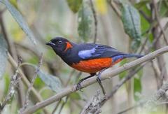 Scarlet-Bellied Mountain Tanager photo 3