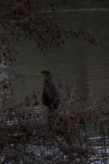 Phalacrocorax carbo