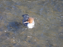 Mergus merganser