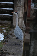 Ardea cinerea