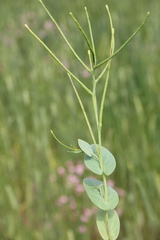 Conringia orientalis