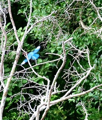 Halcyon smyrnensis fusca