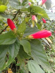 Malvaviscus penduliflorus